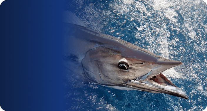 Fishing Techniques Header