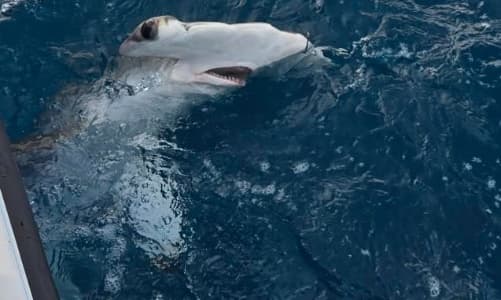 Shark Fishing Trip